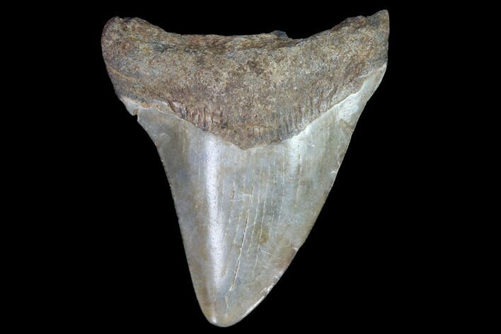 Juvenile Megalodon Tooth - Georgia #90734
